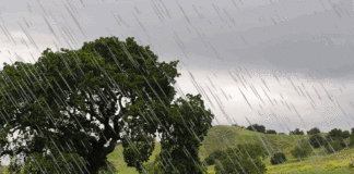 Το «ταγκαλάκι» και ο γεωργός. Το «ταγκαλάκι» και ο γεωργός