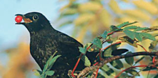 Η απόφαση του γέρο-κότσυφα. Η απόφαση του γέρο-κότσυφα