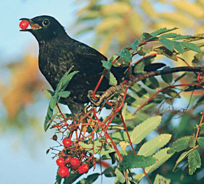 kotsifas Η απόφαση του γέρο-κότσυφα