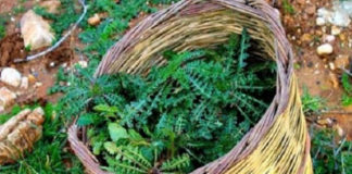 Σταμναγκάθι. Φάρμακο και ασπίδα για πολλές ασθένειες. Σταμναγκάθι