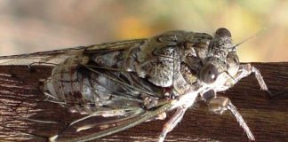 Το τζιτζίκι ή τζίτζικας ή τέττιξ ή τζίντζιρας Το τζιτζίκι ή τζίτζικας ή τέττιξ ή τζίντζιρας