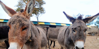 Γάλα γαϊδούρας: Τα οφέλη του για την υγεία σας – Γιατί θεωρείται υπερτροφή Γάλα γαϊδούρας: Τα οφέλη του για την υγεία σας – Γιατί θεωρείται υπερτροφή