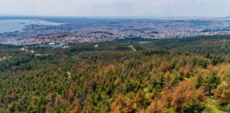 Ωραιόκαστρο: Αγιασμός για το φλοιοφάγο έντομο – “φονιά” που καταστρέφει το Σέιχ Σου Ωραιόκαστρο: Αγιασμός για το φλοιοφάγο έντομο – "φονιά" που καταστρέφει το Σέιχ Σου