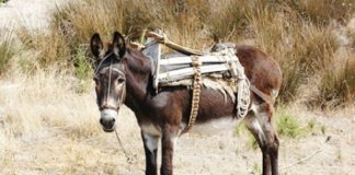 Αν σου έλεγαν – είσαι ένα γαϊδούρι – πώς θα απαντούσες; Αν σου έλεγαν - είσαι ένα γαϊδούρι - πώς θα απαντούσες;