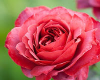 Το τριαντάφυλλο δε μιλάει, αλλά μοσχοβολάει δυνατά !” – Άγιος Λουκάς Συμφερπουπόλεως Στα σκουπίδια του άλλου εμείς απαντάμε με λουλούδια