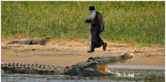 Κροκόδειλοι σέβονται τον υπάκουο μοναχό Κροκόδειλοι σέβονται τον υπάκουο μοναχό