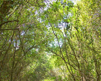 Μιχαήλ μοναχός Δοχειαρίτης (1908 – 1983) Μιχαήλ μοναχός Δοχειαρίτης (1908 - 1983)