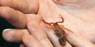 Το τσίμπημα του Σκορπιού