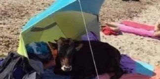 Μοσχάρι άραξε σε πετσέτα λουόμενου στην Κατοχή Μεσολογγίου