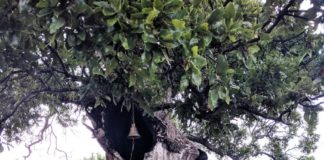 Μια Δεντροκκλησιά στη μνήμη του Γέροντα Παϊσίου