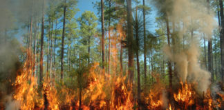 Φωτιά ΤΩΡΑ Εύβοια, Πικέρμι, Σπάτα