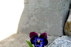 Ας μάθουμε πως ν΄ανθίζουμε όπου κι αν μας φυτέψει η ζωή