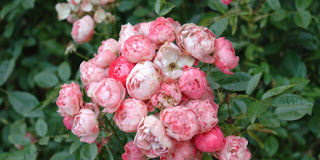 Τα πρόσφορα για τη Κερασιά