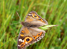 Η αληθινή ευτυχία