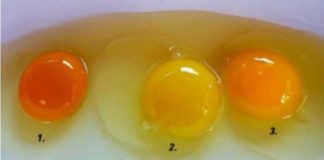 Κρόκος αυγού : Ποιος από αυτούς σας φαίνεται πιο υγιεινός ;