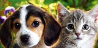 Ευσπλαχνία αγίων για τα ζώα