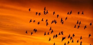 Ο άνθρωπος που έγινε χελιδόνι & ο Θεός που έγινε άνθρωπος