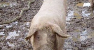 Γιατί οι Εβραίοι και οι Μουσουλμάνοι δεν τρώνε χοιρινό ;