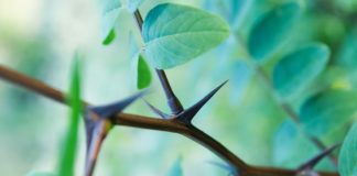 Όταν μένουμε μόνο στα αγκάθια….