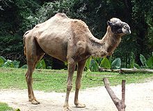 Η προσφορά της Καμήλας