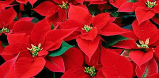 Συγκινητικό Διήγημα : Αλεξανδρινό ! Δώρο στον Χριστό !