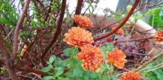 Εορτολόγιο Νοεμβρίου : Ποιοι γιορτάζουν σήμερα 13 Νοεμβρίου γιορτή- Αργίες 2019