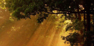 Από τι ξεχωρίζει ο Αληθινός Διδάσκαλος