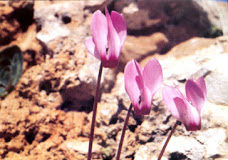 Η ελεημοσύνη είναι αναγκαία κι πολλαπλά ευεργετική