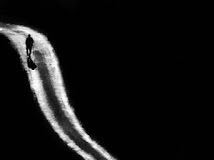 Μόνο οι καρδιές των αγίων είναι απαλλαγμένες από αυτά τα φίδια: τα πάθη