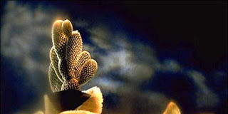 Το αγκάθι του σήμερα είναι το λουλούδι του αύριο