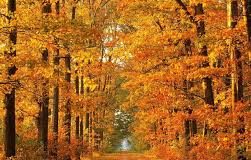 Σε κάποιον μοναχικό για την ταραχή της ψυχής