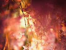 Όποιος ζει σύμφωνα με το θέλημα του Θεού δεν έχει σκοτούρες