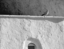 Για την Πολυλογία