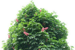 Η αποδοχή της φθοράς