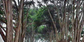 Πες μου, για ποιό λόγο κλαις με τόσο πόνο αυτόν που πέθανε;