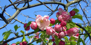 Καύχηση και αυτοέπαινος