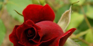 Συγχωρώ σημαίνει ΑΓΑΠΩ