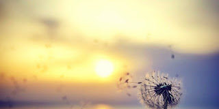 Στην πλάνη πέφτουμε είτε από απειρία, είτε από υπερηφάνεια