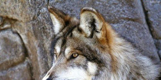 Ο Όσιος, ο λύκος και τα γαϊδουράκια