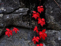 Δεν χωράει μέσα τους