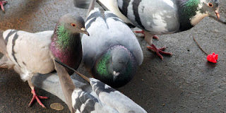 Καλές καρδιές