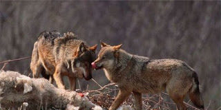 Ο δήθεν φίλος