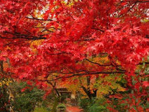 Οδυνηρή αίσθηση