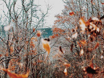 Φωτιά σε ξερά χόρτα