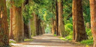 Θέλεις να περπατήσουμε μαζί;