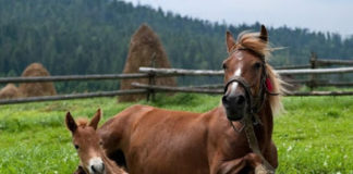 Μια όμορφη ιστορία του Paulo Coelho