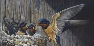 Γέροντα, να χαλάσουμε τις χελιδονοφωλιές ;