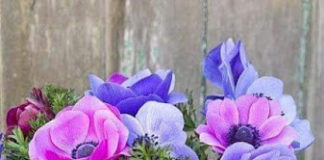 Όταν έφαγε η Έυα το μήλο, δεν ένιωσε την γύμνιά της Όταν έφαγε η Έυα το μήλο, δεν ένιωσε την γύμνιά της