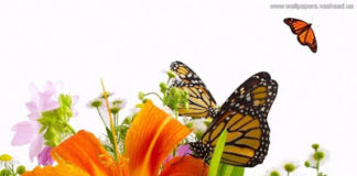 Αγάπη – Αγαπάς για χάρη της αγάπης