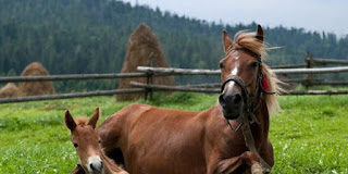 Άλογο και Σπουργίτης – παιδικό παραμύθι